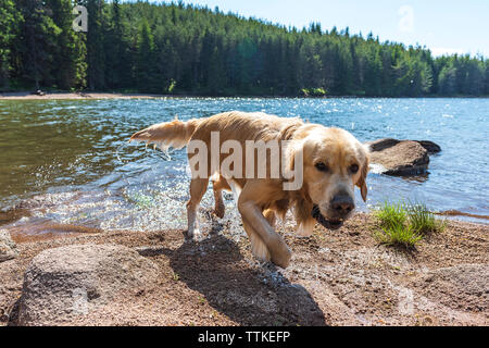 Il Golden Retriever cane che corre al di fuori dell'acqua nel lago di montagna con palla da tennis Foto Stock