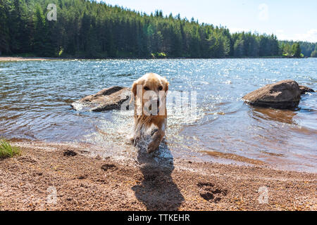 Il Golden Retriever cane che corre al di fuori dell'acqua nel lago di montagna con palla da tennis Foto Stock