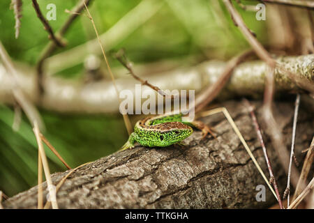 Piccola lucertola verde sull'albero, close up Foto Stock