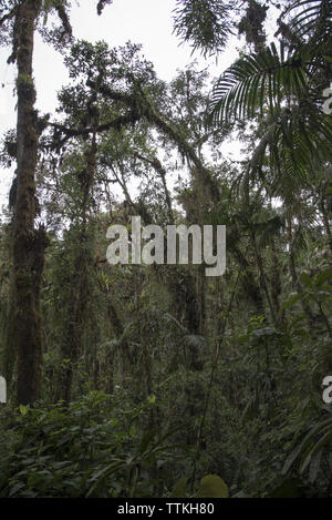 Subtropicale primordiale foresta di pioggia copre il versante occidentale delle Ande a 2200 metri di altezza Bellavista Lodge in Ecuador. Foto Stock