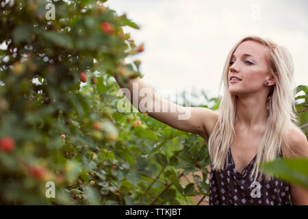 Bella donna la raccolta di more da piante presso l'azienda Foto Stock
