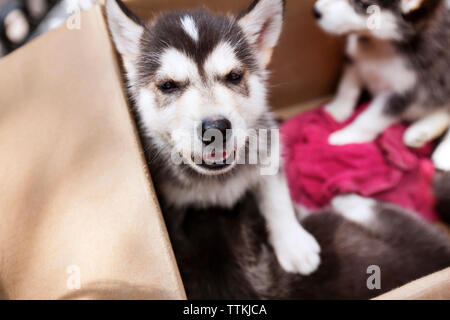 Close-up di Siberian Husky cuccioli in doghouse Foto Stock