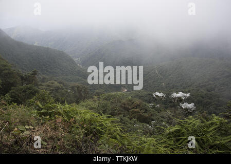 Subtropicale primordiale foresta di pioggia copre il versante occidentale delle Ande a 2200 metri di altezza Bellavista Lodge in Ecuador. Foto Stock