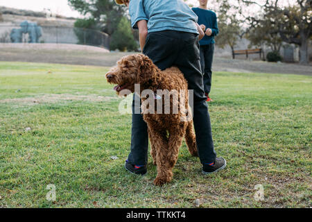 Fratelli giocando con Irish Wolfhound in posizione di parcheggio Foto Stock