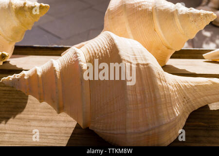 Acqua di sale conchiglie di mare Foto Stock