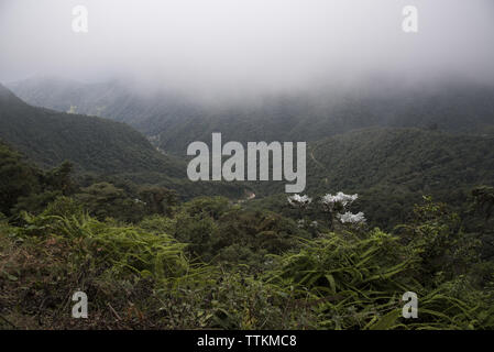 Subtropicale primordiale foresta di pioggia copre il versante occidentale delle Ande a 2200 metri di altezza Bellavista Lodge in Ecuador. Foto Stock