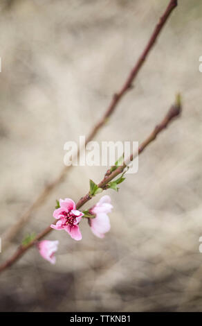 Close-up di fiori di colore rosa fioritura all'aperto Foto Stock