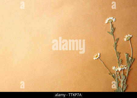 Bellissimi fiori secchi su carta di colore beige Foto Stock
