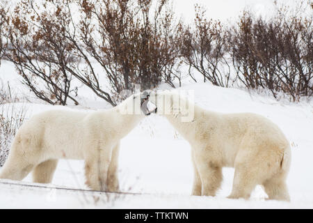 Due grandi Polar Bear maschi risparmiarsi in Churchill Foto Stock