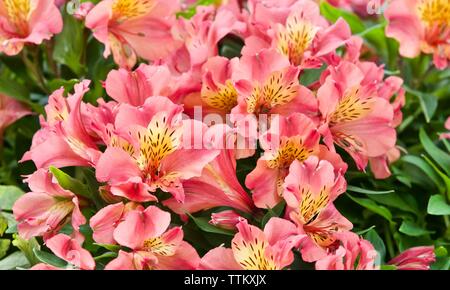 Bellissimo display di rosa e giallo Alstroemeria Foto Stock