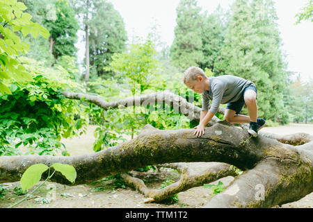 Vista laterale del ragazzo giocoso arrampicata su albero caduto nella foresta Foto Stock