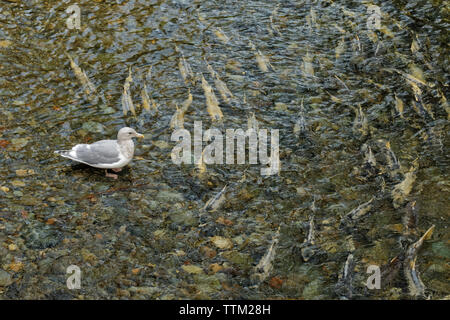 Glaucous winged seagull watchingChum salmone in Goldstream Rive durante l autunno annuale di deposizione Goldstream Provincial Park, Victoria, British Columbia, C Foto Stock