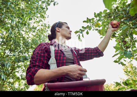 Basso angolo vista di agricoltore la raccolta di mele mentre in piedi contro il cielo chiaro di Orchard Foto Stock