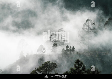 Gli alberi nelle foreste durante la nebbia meteo Foto Stock