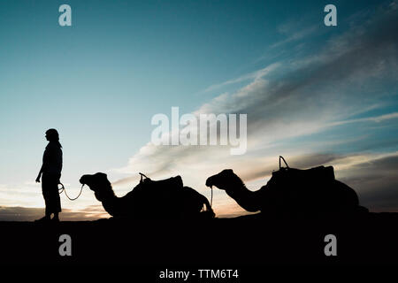 Silhouette donna in piedi da cammelli a Merzouga deserto contro il cielo durante il tramonto Foto Stock