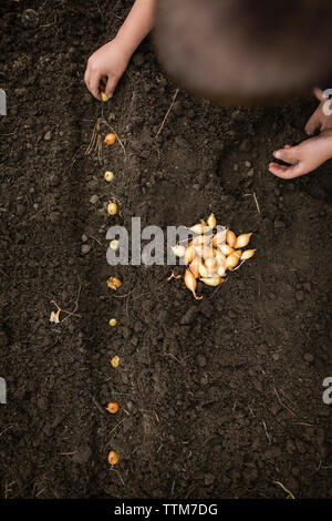 Mani tagliate di boy mettendo le cipolle di fango Foto Stock