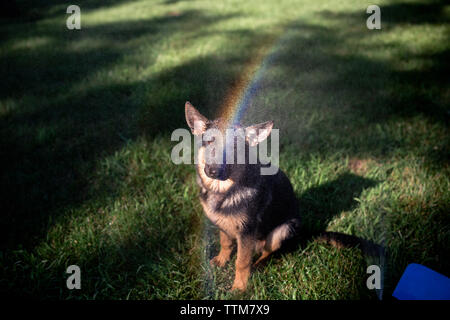 Angolo di Alta Vista del pastore tedesco seduto sul campo erboso a backyard Foto Stock