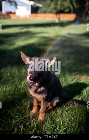Pastore Tedesco seduto sul campo erboso a backyard Foto Stock