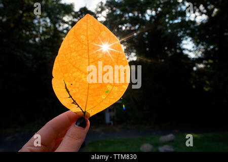 Arancione brillante caduta retroilluminato in foglia detenute fino alla luce del sole all'aperto Foto Stock