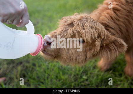 Tagliato a mano agricoltore di alimentazione di latte al vitello piedi sul campo erboso in fattoria Foto Stock