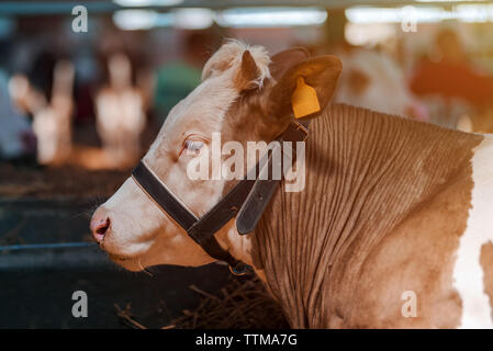 Il bianco e il rosso holstein bovini su Dairy Farm, vicino la mucca headshot in agriturismo capannone Foto Stock