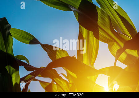 Il mais verde mais foglie in sunset, close up di piante che crescono nel campo coltivato