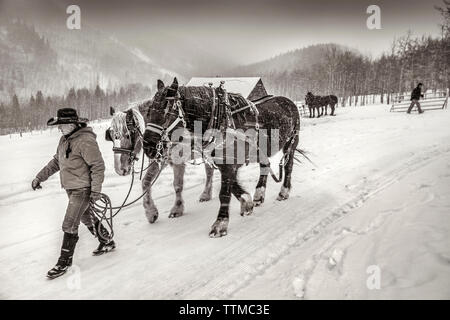 Stati Uniti d'America, Colorado, Aspen, wrangler Ali Wade passeggiate al suo team di cavalli per collegarle alla slitta, Pine Creek Cookhouse, Ashcroft Foto Stock