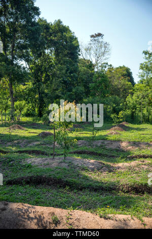 BELIZE, Punta Gorda, Toledo, alcuni dei paesaggi mozzafiato si trova intorno Belcampo Belize Lodge e Jungle Farm Foto Stock