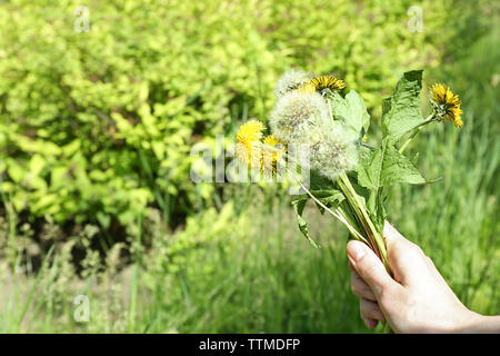 Mano che tiene il tarassaco sulla natura sfocata sullo sfondo Foto Stock