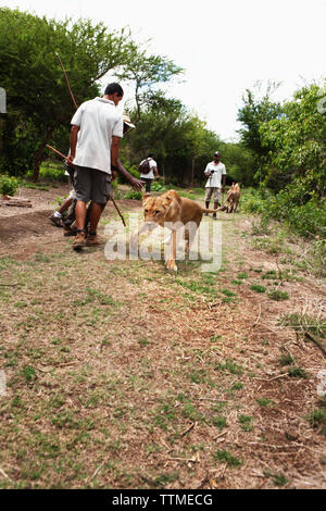Maurizio, Flic en Flac, una leonessa abbandona la passeggiata a caccia di un cervo al Casela Natura e Leisure Park nella parte occidentale di Mauritius Foto Stock