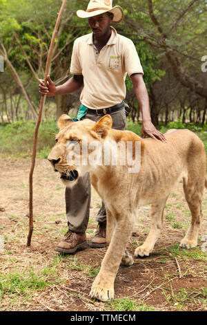 Maurizio, Flic en Flac, domatore di leoni Marcelin Pierre-Louis cammina con una leonessa a Casela Natura e Leisure Park nella parte occidentale di Mauritius Foto Stock