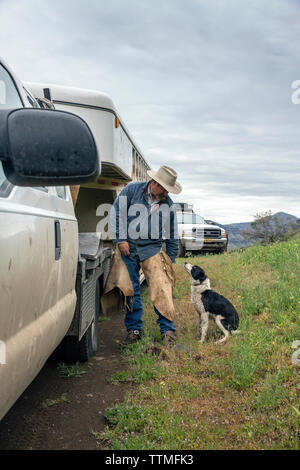 Stati Uniti d'America, Oregon, Giuseppe, Cowboy Todd Nash si prepara per una unità di bestiame fino grande pecora Creek Foto Stock