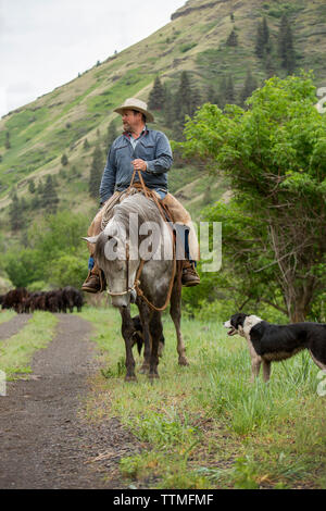 Stati Uniti d'America, Oregon, Giuseppe, Cowboy Todd Nash si muove il suo bestiame dalla Wild Horse Creek fino grande pecora Creek per sterzare Creek Foto Stock