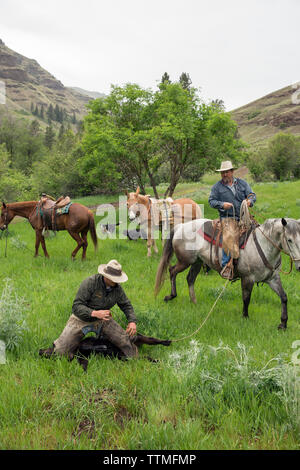 Stati Uniti d'America, Oregon, Giuseppe, cowboy Todd Nash e Cody Ross corda e lavorare su un vitello nel canyon fino grande pecora Creek nella zona nord-est di Oregon Foto Stock