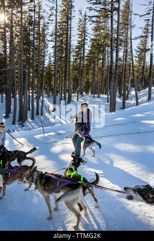 Stati Uniti d'America, Oregon, piegare le slitte trainate da cani essendo preparato per uscire a fare un giro a Mt. Corso di laurea Foto Stock