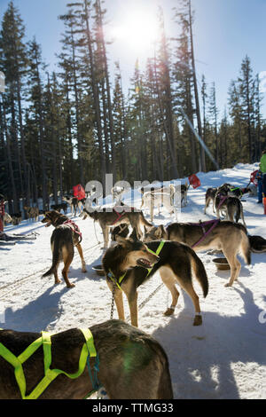 Stati Uniti d'America, Oregon, piegare le slitte trainate da cani in attesa di andare fuori per un giro a Mt. Corso di laurea Foto Stock