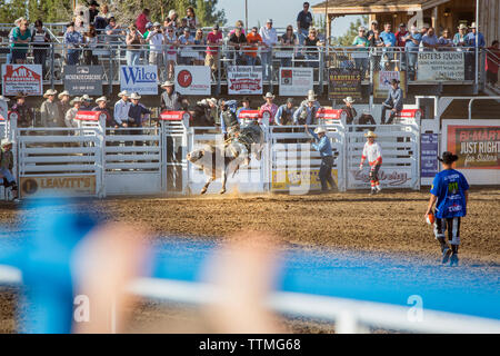 Stati Uniti d'America, Oregon, Suore sorelle Rodeo, cowboy cavalcare un 2.000 pound bull con praticamente alcun controllo per tutto il tempo in cui essi possono Foto Stock