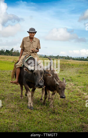 Filippine, Palawan Barangay, Abongan villaggio nel distretto di Barangay, un anziano contadino Ingo Barreto cavalca il suo buffalo Foto Stock