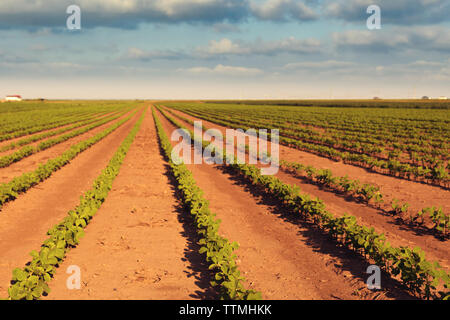 Campo di soia nella diminuzione prospettiva sulla soleggiata giornata estiva Foto Stock