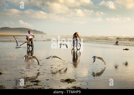 Stati Uniti d'America, nello Stato di Washington, spiaggia lunga penisola, International Kite Festival, Walter e Erin Ellison cavalcare le loro biciclette attraverso i gabbiani sulla spiaggia un Foto Stock