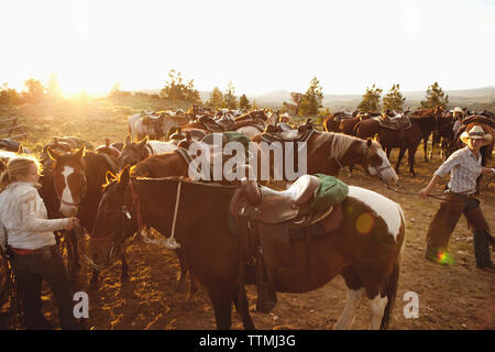 Stati Uniti d'America, Wyoming Encampment, wranglers raccogliere cavalli per gli ospiti a un dude ranch Abara Ranch Foto Stock