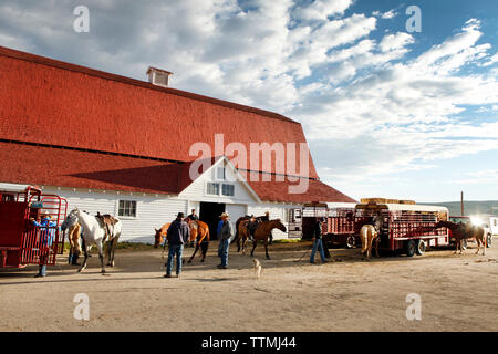 Stati Uniti d'America, Wyoming Encampment, cowboy preparare per un branding e caricare i cavalli in un rimorchio, Big Creek Ranch Foto Stock