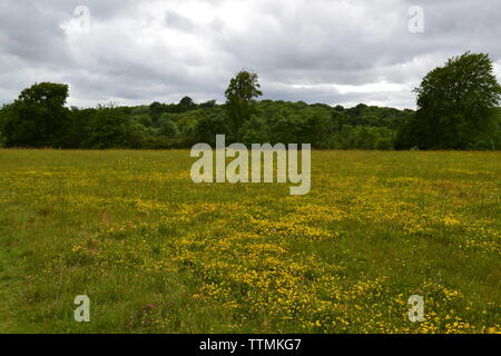 Gli uccelli piede-trefoil nei prati vicino a Casa di Giù, Downe village, Kent, vicino a Bromley, Biggin Hill, Orpington e Sevenoaks Foto Stock