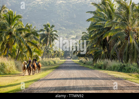 HAWAII, Oahu, North Shore, cavalli corrono lungo la strada a Dillingham Ranch in Waialua Foto Stock