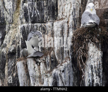 La nidificazione Kittiwakes sulle scogliere delle isole farne Foto Stock