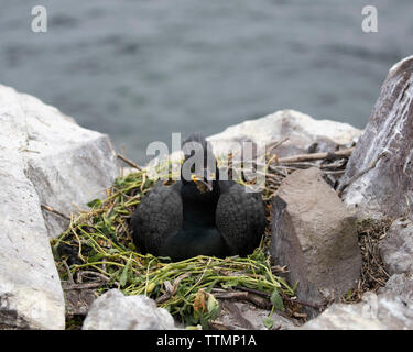 Shag sul nido su una scogliera sul farne Islands Foto Stock