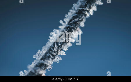 Close-up di vegetale congelato contro il cielo blu chiaro Foto Stock