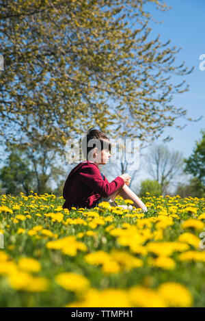 Vista laterale del ragazzo seduto in mezzo giallo di piante fiorite in campo al parcheggio durante la giornata di sole Foto Stock