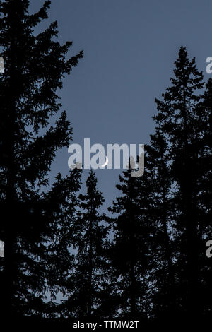 Basso angolo vista di silhouette alberi contro il cielo chiaro di notte Foto Stock