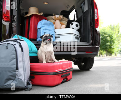 Baule auto con cute pug e bagagli. Concetto di viaggio Foto Stock